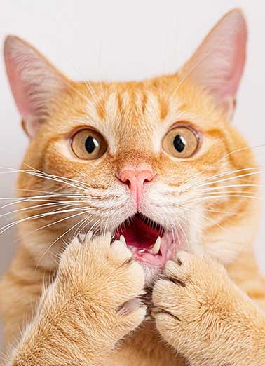 Cats Lives Left  Funny Animals Card  Send a personalized greeting card just in time for their birthday! | cats lives left funny birthday card greeting OMG shocked face   Looks like he figured out how many lives you have left!